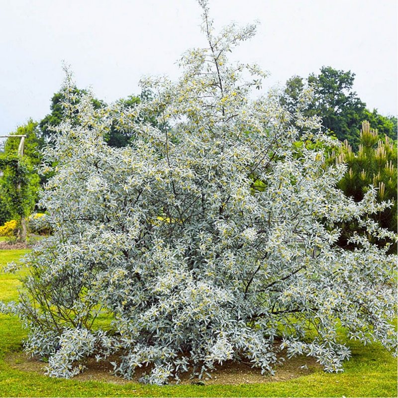 Лох серебристый (Elaeagnus argentea)