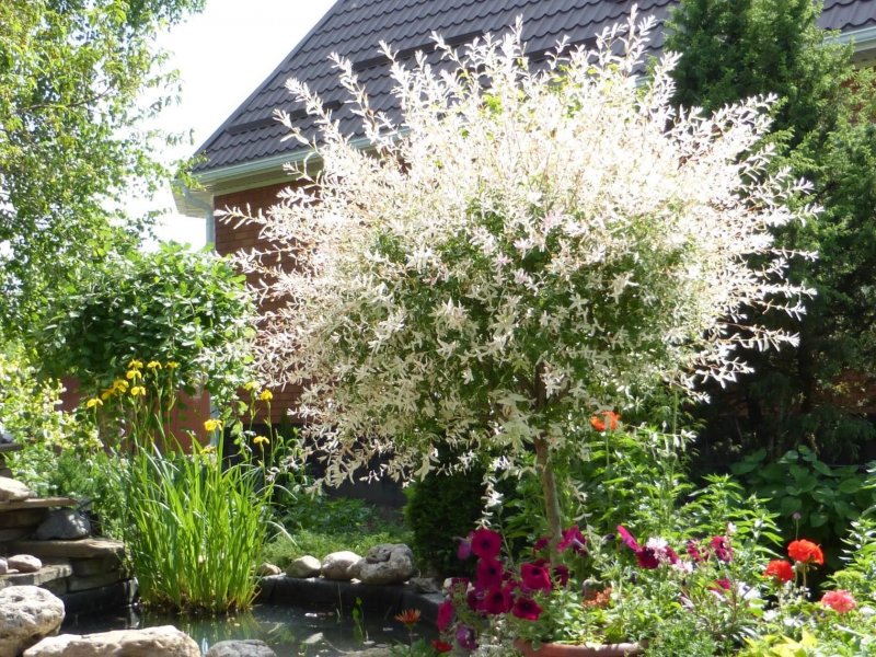 Ива лохолистная Elaeagnus