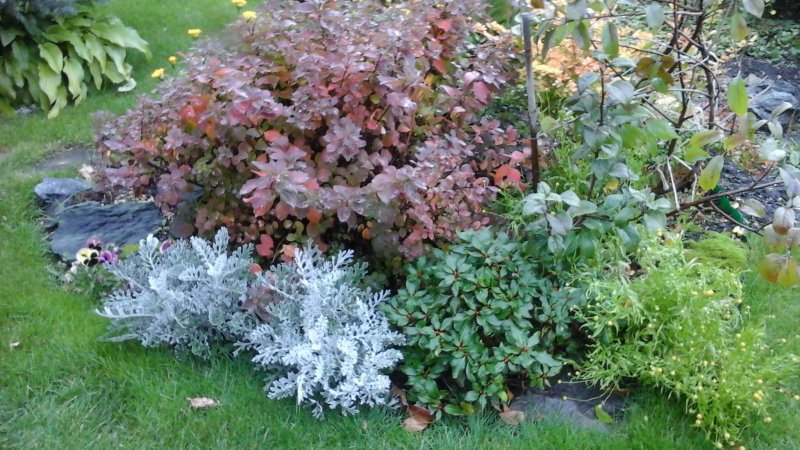 Ива "белая серебристая" Salix Alba var. Argentea