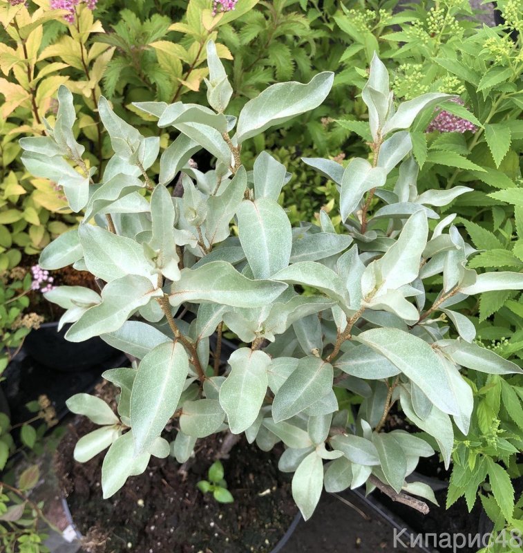 Лох серебристый (Elaeagnus argentea)