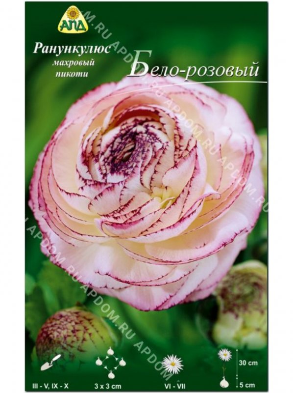 Ранункулюс Пикоти розовый