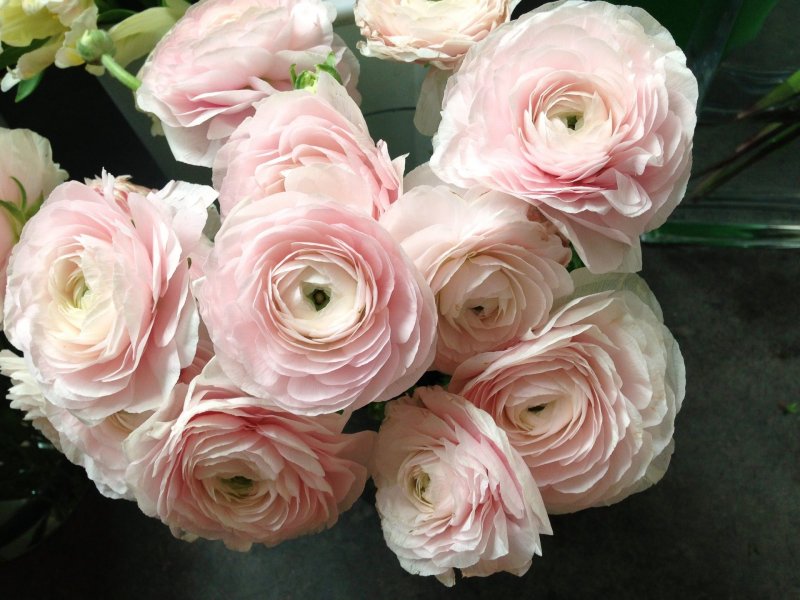 Ранункулюс Clooney Pink
