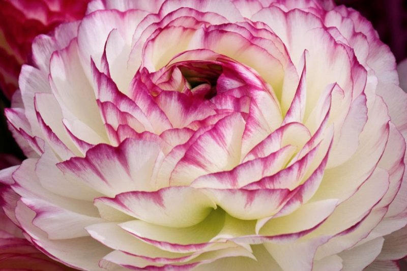 Ранункулюс Picotee Pink