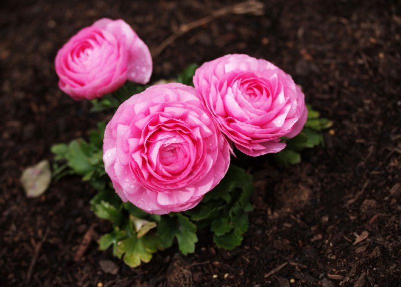 Ranunculus от Tesselaar