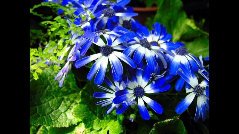Цинерария Primavera Blueberry