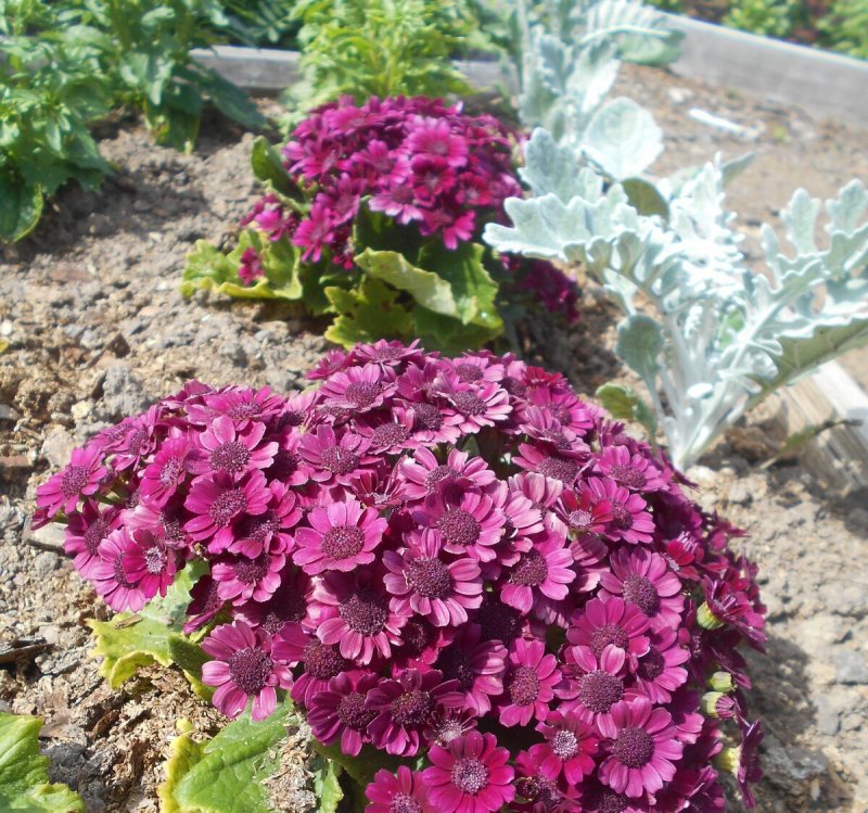 Цинерария Приморская (Senecio cineraria)