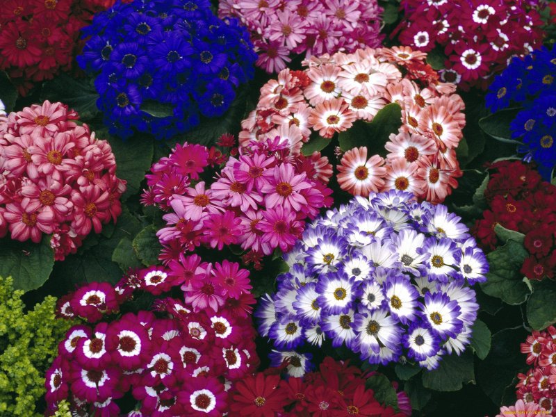 Цинерария Primavera Blueberry