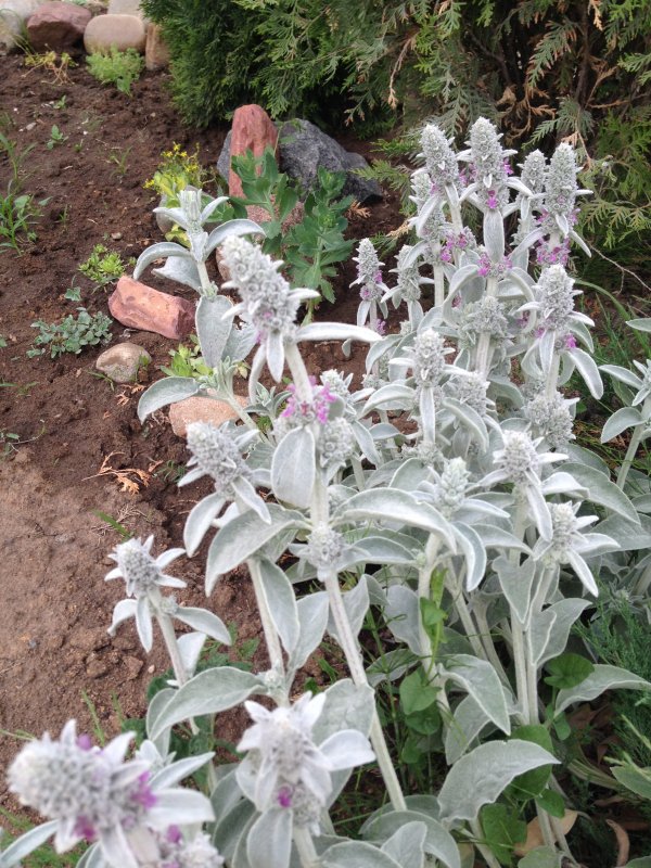 Чистец шерстистый (Stachys Lanata)