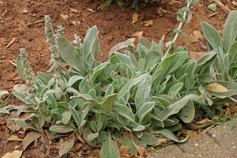 Stachys Lanata