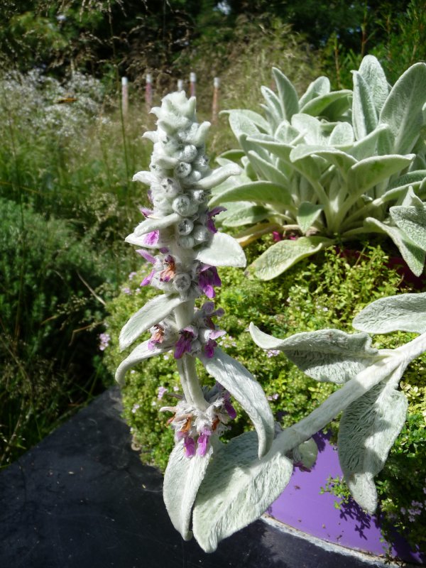 Stachys byzantina