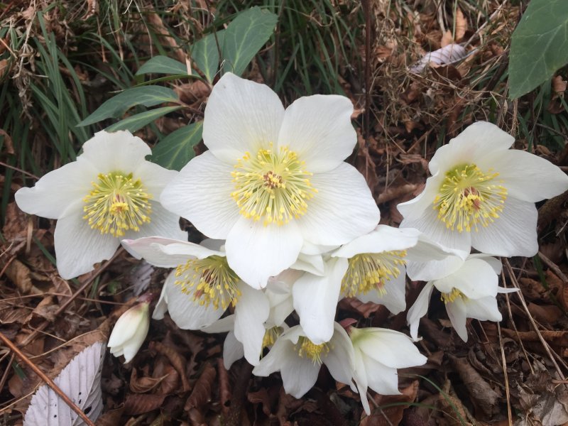 Морозник черный Helleborus Niger.