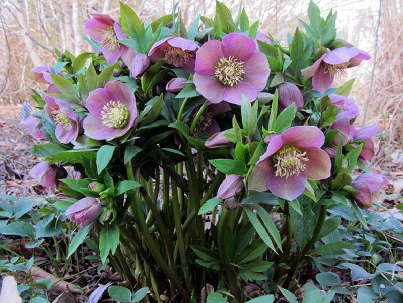 Helleborus Tutu