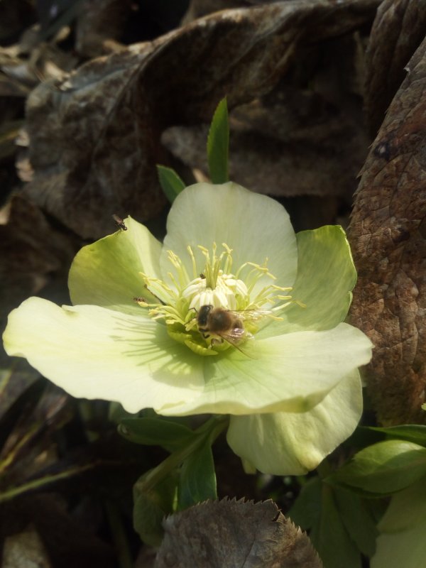 Морозник Helleborus Pirouette