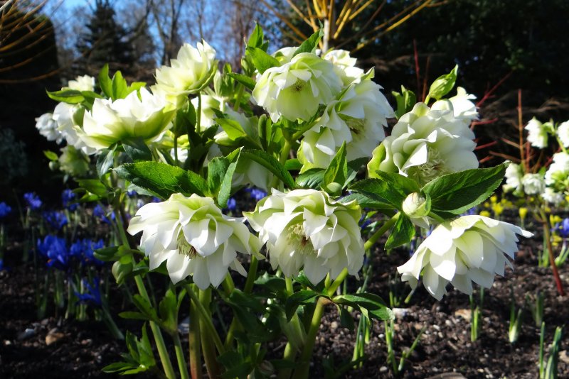 Морозник черный Helleborus Niger.