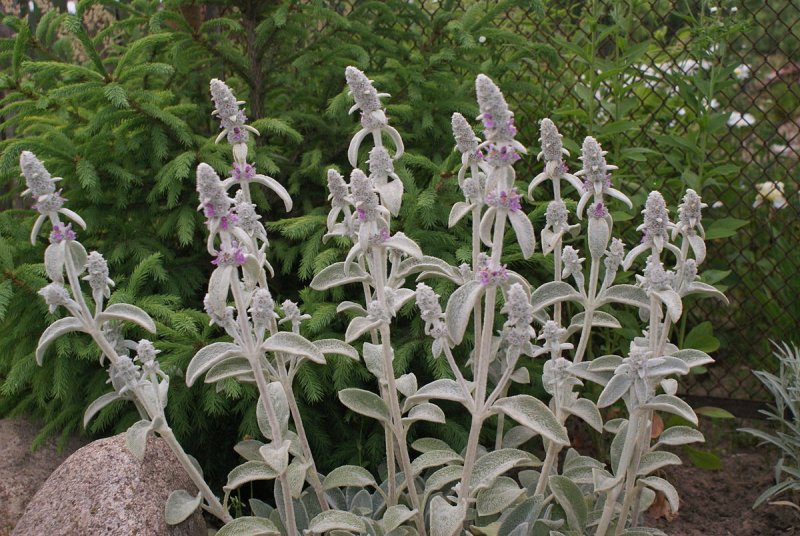 Stachys byzantina – чистец шерстистый