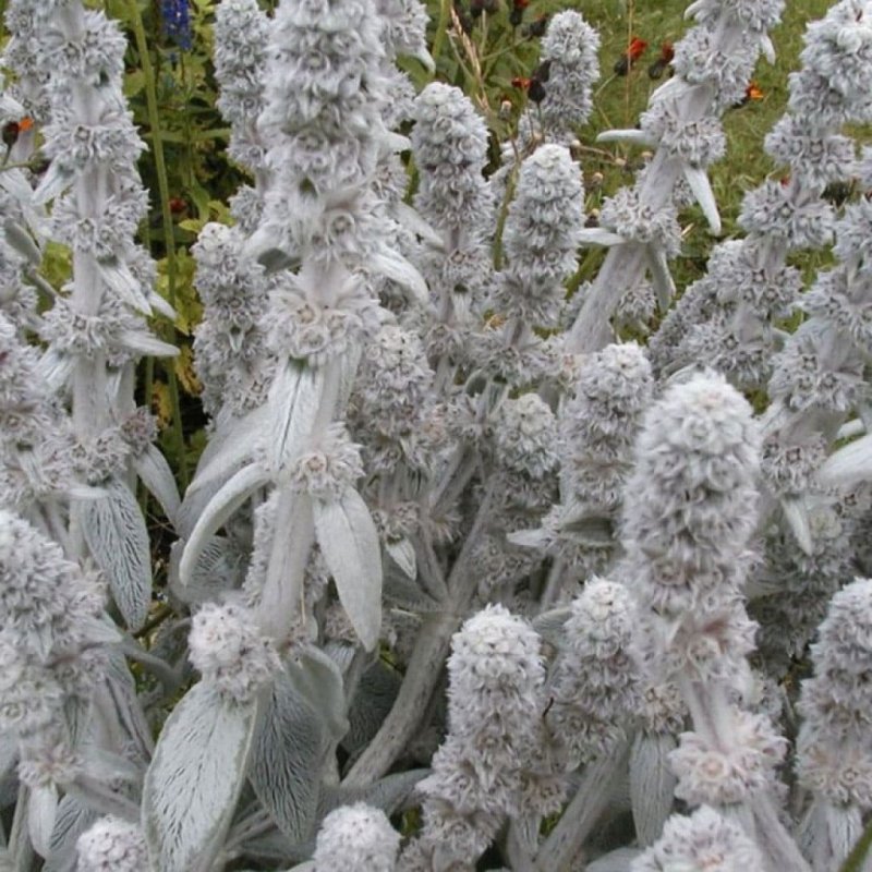 Стахис шерстистый Stachys byzantina