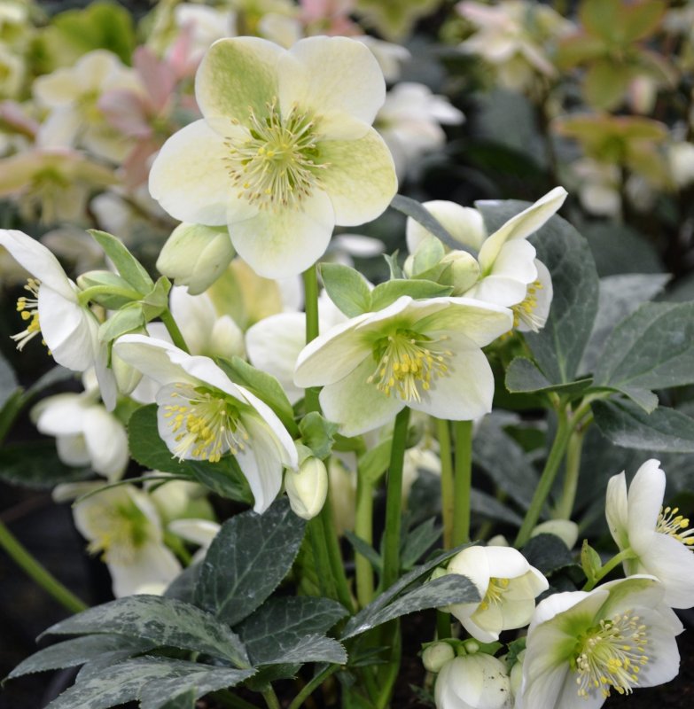 Морозник Helleborus “St. Teresa”