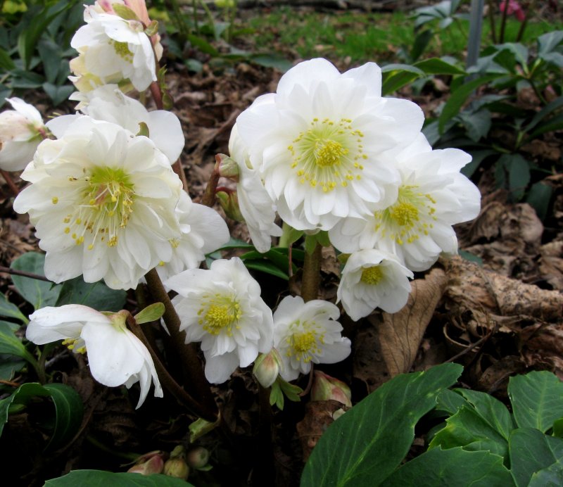 Морозник Helleborus orientalis