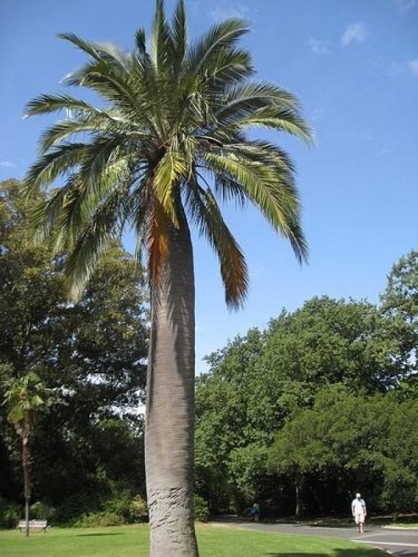 Jubaea Chilensis (Юбея Чилийская)