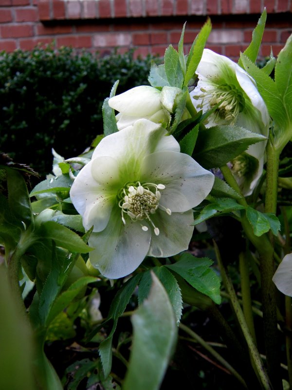 Морозник Helleborus Gold Bullion