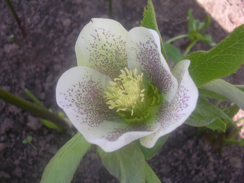 Helleborus Niger цветок