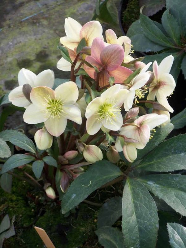 Helleborus Niger