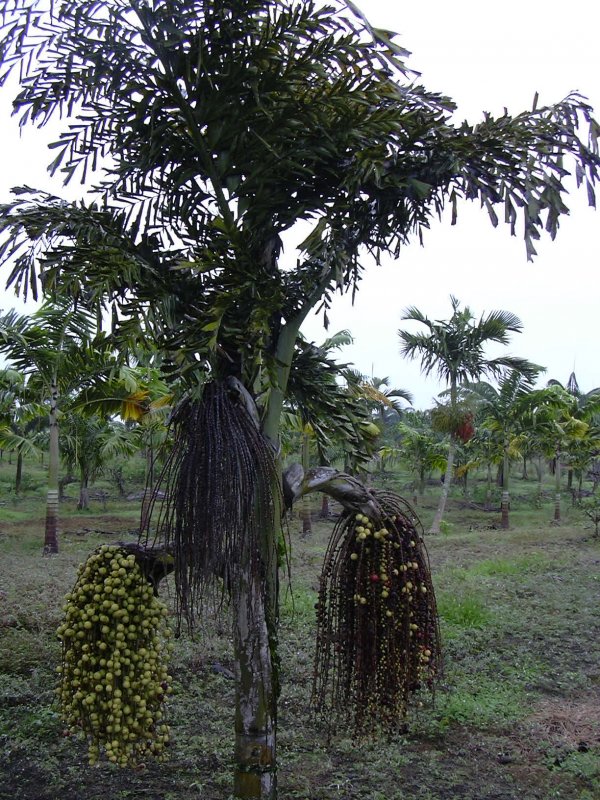 Винная Пальма Caryota urens