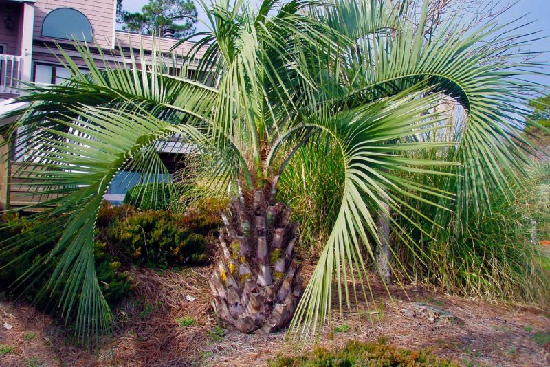Jubaea Chilensis (Юбея Чилийская)
