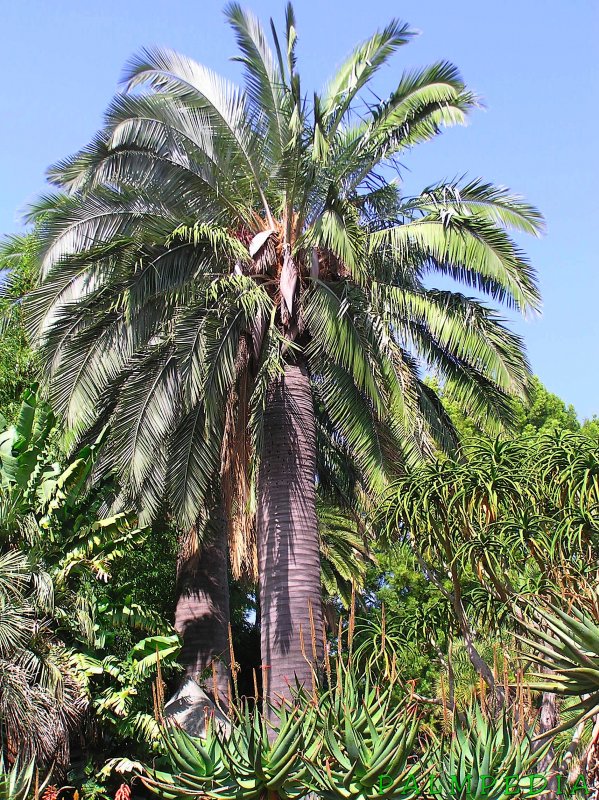 Jubaea Chilensis (Юбея Чилийская)