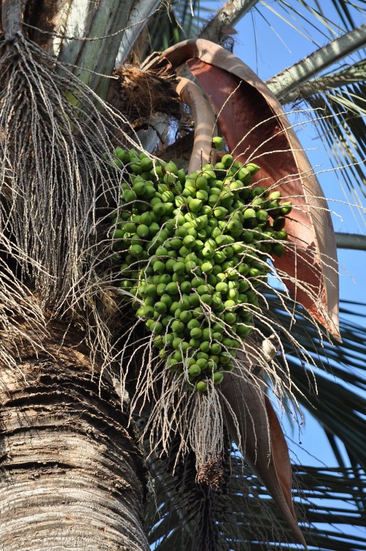 Washingtonia robusta Seeds