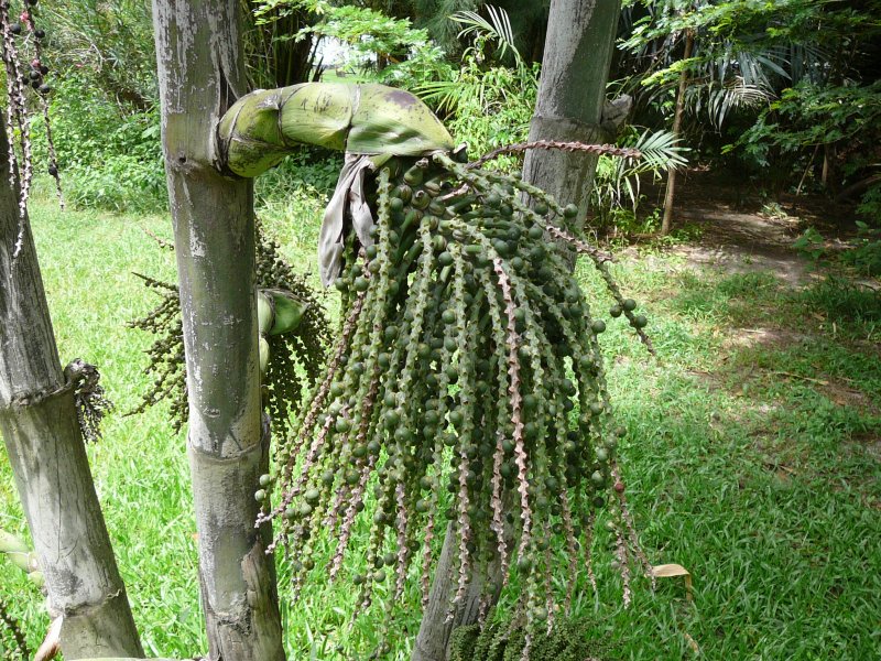 Канарская Пальма листья