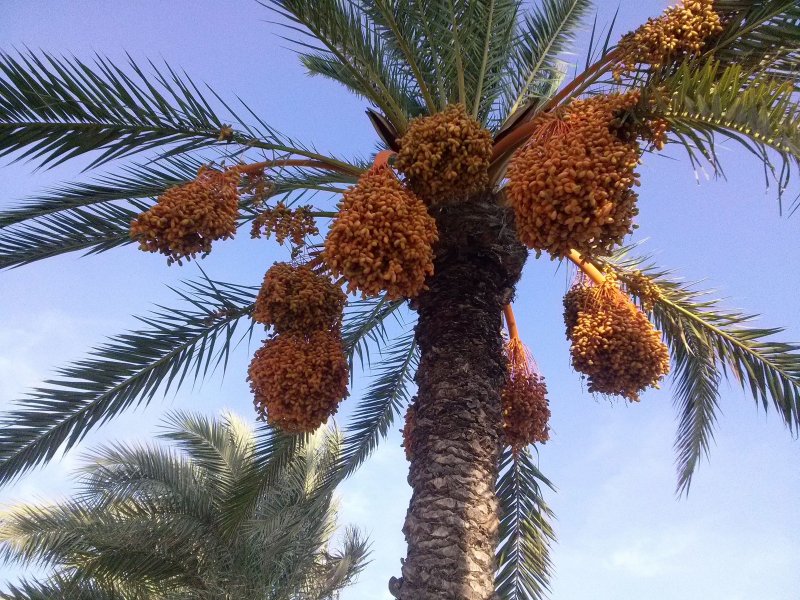 Livistona chinensis