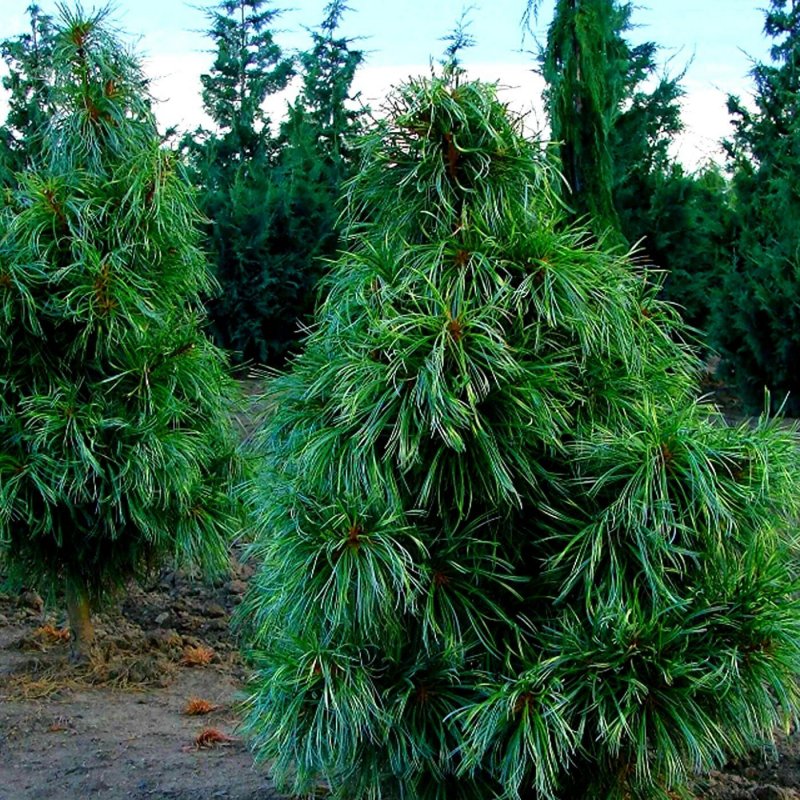 Сосна Кедровая корейская (Pinus koraiensis)