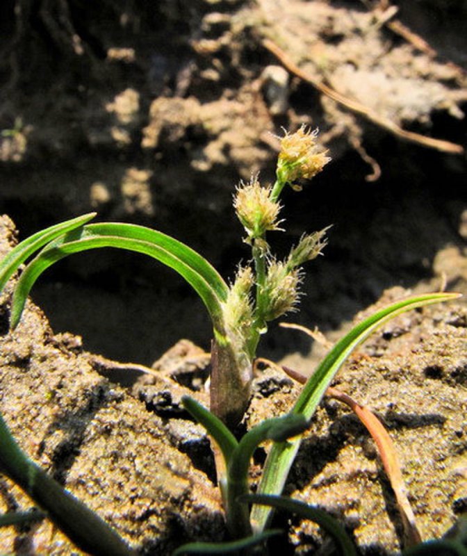 Coleanthus subtilis