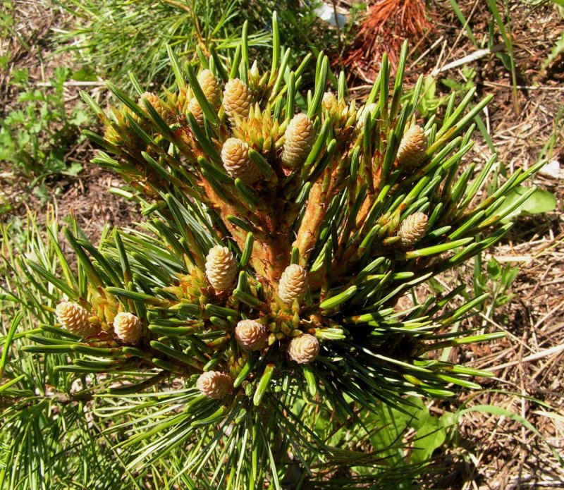 Pinus koraiensis 'Blue Ball'