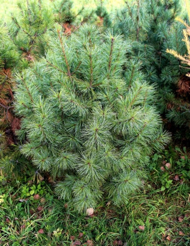 Сосна корейская - Pinus koraiensis