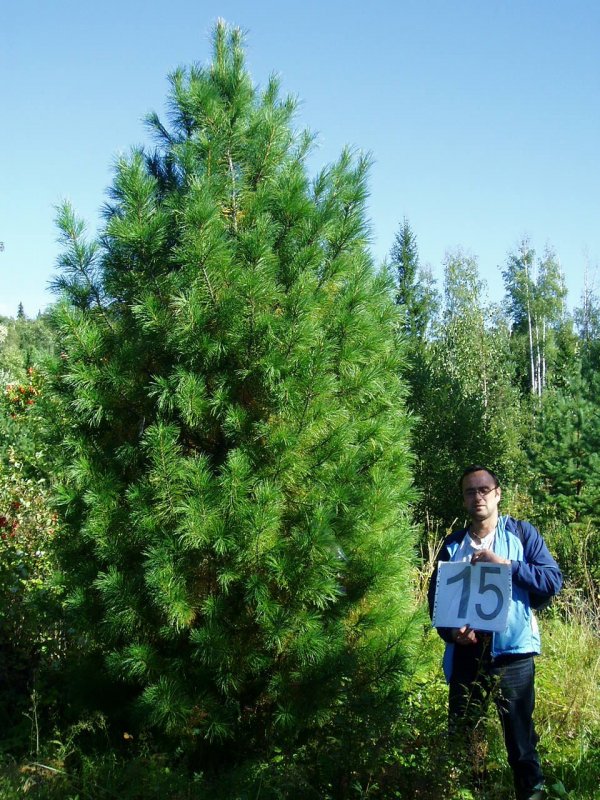Кедр корейский Pinus koraiensis
