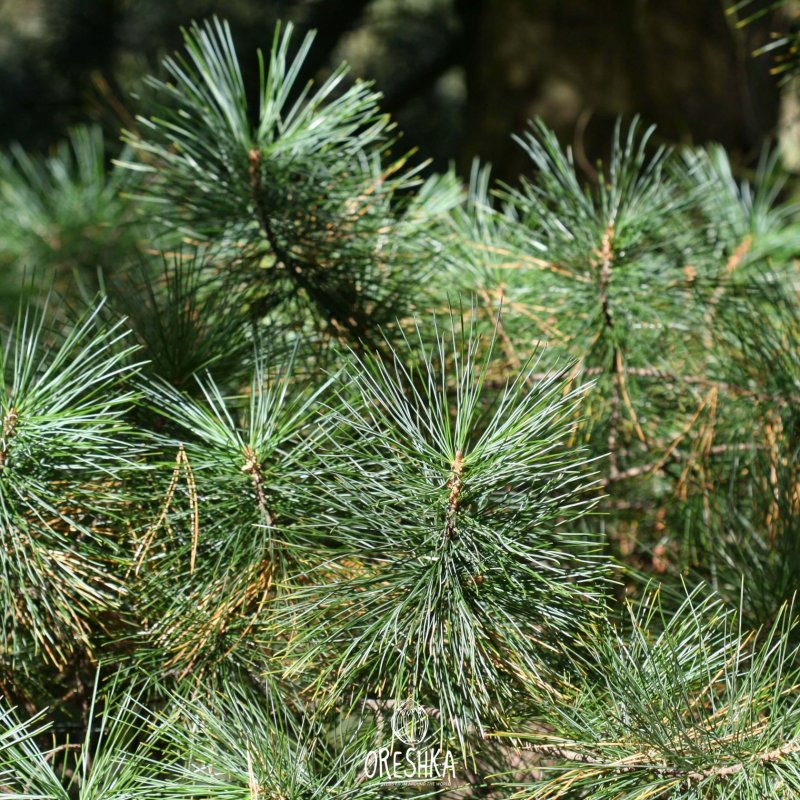 Pinus koraiensis 'Tsingtao'