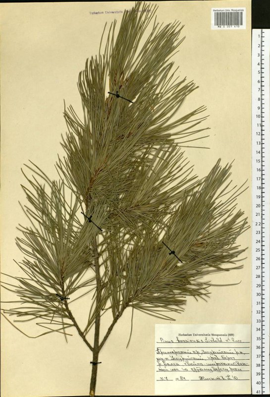 Кедр корейский Pinus koraiensis