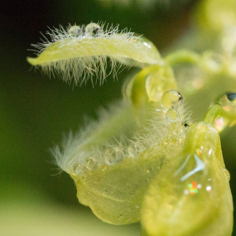 Pleurothallis amparoana
