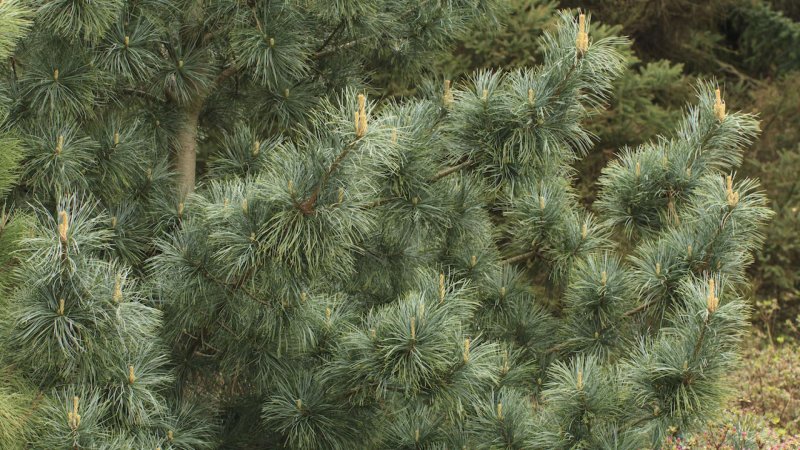 Pinus koraiensis шишки