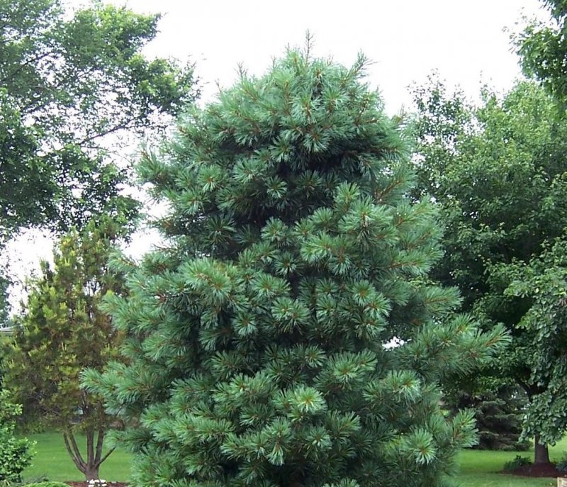 Сосна корейская - Pinus koraiensis