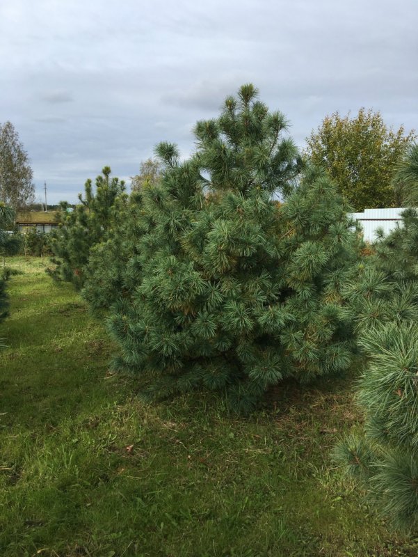 Кедр Дальневосточный (Pinus koraiensis)