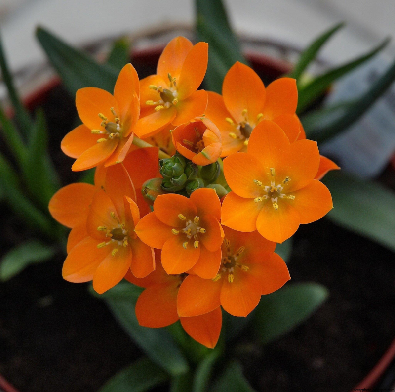 Ornithogalum sardienii