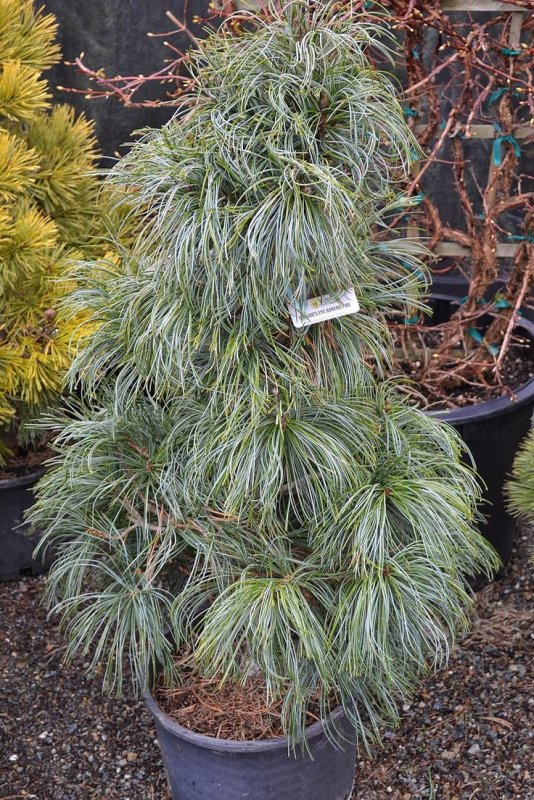 Кедр корейский Pinus koraiensis