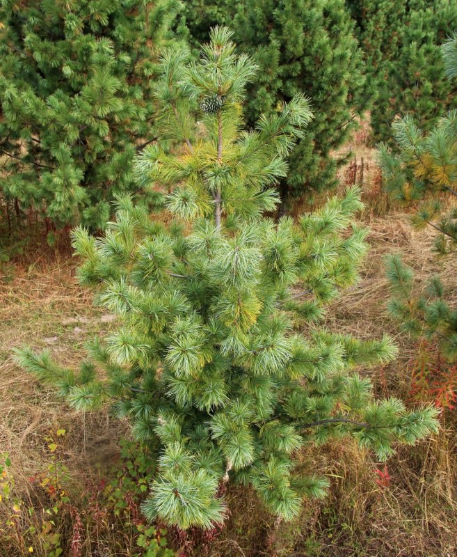 Сосна корейская - Pinus koraiensis