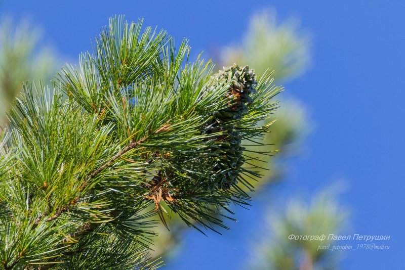 Сосна обыкновенная Pinus Sylvestris l