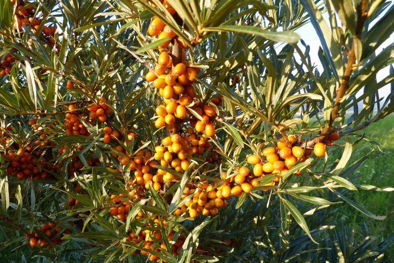 Облепиха (Hippophae) дерево