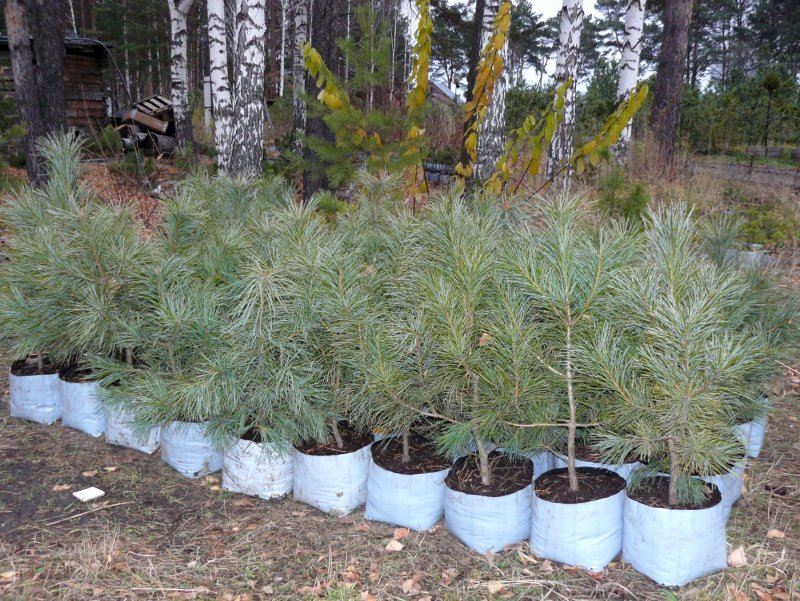 Кедр Дальневосточный (Pinus koraiensis)