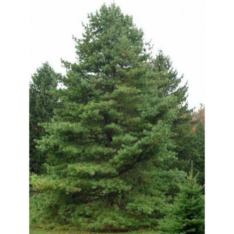 Pinus koraiensis 'Baishan'